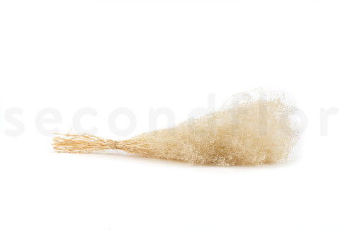 GYPSOPHILE MINI STABILISÉ - MERINGUE 5€/bouquet